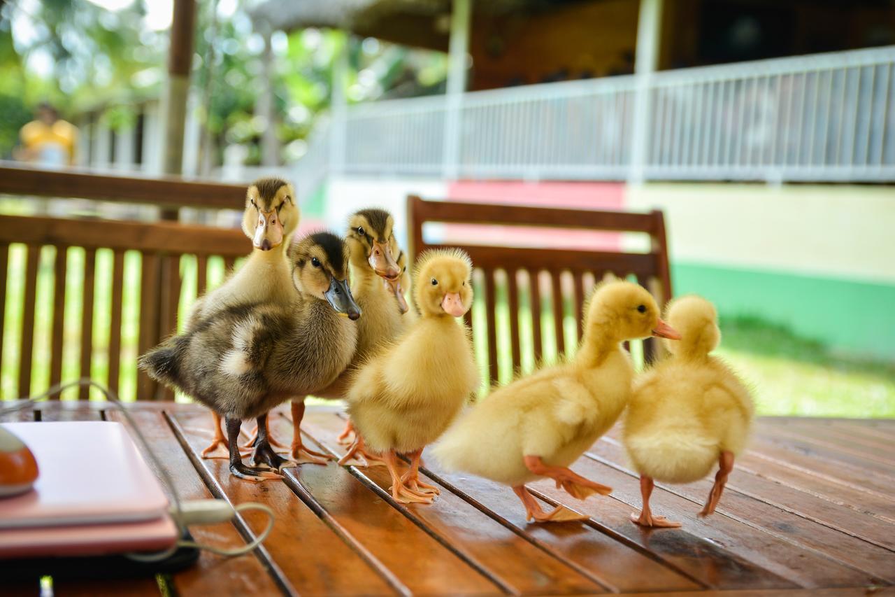 Happy Farm Tien Giang Homestay My Tho Exterior photo
